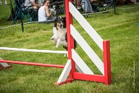 0013AGILITY CLAYE SOUILLY - BAIKA AGI 1791- : 2016, 26 JUIN 2016, BAIKA, Berger des shetlands, Claye Souilly, Robe Tricolore