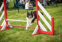 0014AGILITY CLAYE SOUILLY - BAIKA AGI 1792- : 2016, 26 JUIN 2016, BAIKA, Berger des shetlands, Claye Souilly, Robe Tricolore