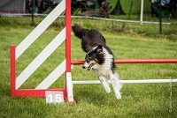 0015AGILITY CLAYE SOUILLY - BAIKA AGI 1793- : 2016, 26 JUIN 2016, BAIKA, Berger des shetlands, Claye Souilly, Robe Tricolore