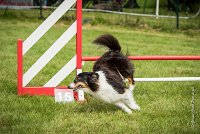 0016AGILITY CLAYE SOUILLY - BAIKA AGI 1794- : 2016, 26 JUIN 2016, BAIKA, Berger des shetlands, Claye Souilly, Robe Tricolore