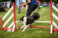 0017AGILITY CLAYE SOUILLY - BAIKA AGI 1796- : 2016, 26 JUIN 2016, BAIKA, Berger des shetlands, Claye Souilly, Robe Tricolore