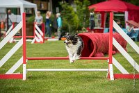 0018AGILITY CLAYE SOUILLY - BAIKA AGI 1798- : 2016, 26 JUIN 2016, BAIKA, Berger des shetlands, Claye Souilly, Robe Tricolore