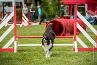 0019AGILITY CLAYE SOUILLY - BAIKA AGI 1799- : 2016, 26 JUIN 2016, BAIKA, Berger des shetlands, Claye Souilly, Robe Tricolore