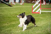 0020AGILITY CLAYE SOUILLY - BAIKA AGI 1800- : 2016, 26 JUIN 2016, BAIKA, Berger des shetlands, Claye Souilly, Robe Tricolore