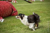 0021AGILITY CLAYE SOUILLY - BAIKA AGI 1801- : 2016, 26 JUIN 2016, BAIKA, Berger des shetlands, Claye Souilly, Robe Tricolore