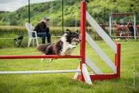 0022AGILITY CLAYE SOUILLY - BAIKA AGI 1802- : 2016, 26 JUIN 2016, BAIKA, Berger des shetlands, Claye Souilly, Robe Tricolore