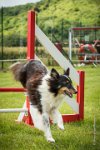 0023AGILITY CLAYE SOUILLY - BAIKA AGI 1803- : 2016, 26 JUIN 2016, BAIKA, Berger des shetlands, Claye Souilly, Robe Tricolore