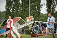 0002AGILITY CLAYE SOUILLY - BELLA AGI 0175- : 2016, 26 JUIN 2016, BELLA, Berger des shetlands, Catégorie A, Claye Souilly, Open, Robe Fauve