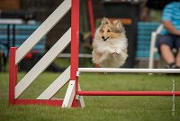 0003AGILITY CLAYE SOUILLY - BELLA AGI 0177- : 2016, 26 JUIN 2016, BELLA, Berger des shetlands, Catégorie A, Claye Souilly, Open, Robe Fauve