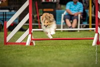 0004AGILITY CLAYE SOUILLY - BELLA AGI 0178- : 2016, 26 JUIN 2016, BELLA, Berger des shetlands, Catégorie A, Claye Souilly, Open, Robe Fauve