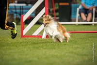 0005AGILITY CLAYE SOUILLY - BELLA AGI 0179- : 2016, 26 JUIN 2016, BELLA, Berger des shetlands, Catégorie A, Claye Souilly, Open, Robe Fauve