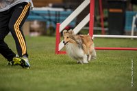 0006AGILITY CLAYE SOUILLY - BELLA AGI 0180- : 2016, 26 JUIN 2016, BELLA, Berger des shetlands, Catégorie A, Claye Souilly, Open, Robe Fauve