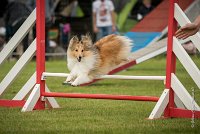 0007AGILITY CLAYE SOUILLY - BELLA AGI 0181- : 2016, 26 JUIN 2016, BELLA, Berger des shetlands, Catégorie A, Claye Souilly, Open, Robe Fauve