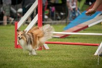 0008AGILITY CLAYE SOUILLY - BELLA AGI 0182- : 2016, 26 JUIN 2016, BELLA, Berger des shetlands, Catégorie A, Claye Souilly, Open, Robe Fauve