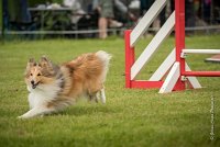 0009AGILITY CLAYE SOUILLY - BELLA AGI 0183- : 2016, 26 JUIN 2016, BELLA, Berger des shetlands, Catégorie A, Claye Souilly, Open, Robe Fauve