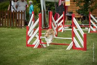 0010AGILITY CLAYE SOUILLY - BELLA AGI 1804- : 2016, 26 JUIN 2016, BELLA, Berger des shetlands, Claye Souilly, Robe Fauve