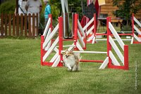 0011AGILITY CLAYE SOUILLY - BELLA AGI 1805- : 2016, 26 JUIN 2016, BELLA, Berger des shetlands, Claye Souilly, Robe Fauve