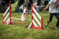 0013AGILITY CLAYE SOUILLY - BELLA AGI 1807- : 2016, 26 JUIN 2016, BELLA, Berger des shetlands, Claye Souilly, Robe Fauve