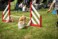 0014AGILITY CLAYE SOUILLY - BELLA AGI 1808- : 2016, 26 JUIN 2016, BELLA, Berger des shetlands, Claye Souilly, Robe Fauve