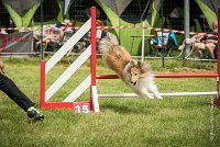 0015AGILITY CLAYE SOUILLY - BELLA AGI 1809- : 2016, 26 JUIN 2016, BELLA, Berger des shetlands, Claye Souilly, Robe Fauve