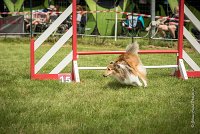 0016AGILITY CLAYE SOUILLY - BELLA AGI 1810- : 2016, 26 JUIN 2016, BELLA, Berger des shetlands, Claye Souilly, Robe Fauve