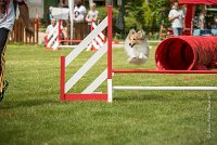 0017AGILITY CLAYE SOUILLY - BELLA AGI 1812- : 2016, 26 JUIN 2016, BELLA, Berger des shetlands, Claye Souilly, Robe Fauve