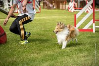 0018AGILITY CLAYE SOUILLY - BELLA AGI 1814- : 2016, 26 JUIN 2016, BELLA, Berger des shetlands, Claye Souilly, Robe Fauve