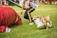 0019AGILITY CLAYE SOUILLY - BELLA AGI 1815- : 2016, 26 JUIN 2016, BELLA, Berger des shetlands, Claye Souilly, Robe Fauve