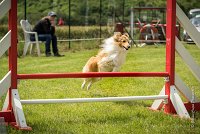 0020AGILITY CLAYE SOUILLY - BELLA AGI 1816- : 2016, 26 JUIN 2016, BELLA, Berger des shetlands, Claye Souilly, Robe Fauve