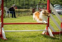 0021AGILITY CLAYE SOUILLY - BELLA AGI 1817- : 2016, 26 JUIN 2016, BELLA, Berger des shetlands, Claye Souilly, Robe Fauve