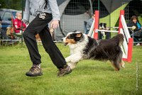 0004AGILITY CLAYE SOUILLY - CHELLY AGI 9667- : 2016, 26 JUIN 2016, Berger Australien, Chelly, Claye Souilly, Open, robe noir