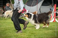 0005AGILITY CLAYE SOUILLY - CHELLY AGI 9668- : 2016, 26 JUIN 2016, Berger Australien, Chelly, Claye Souilly, Open, robe noir