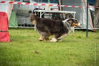 0006AGILITY CLAYE SOUILLY - CHELLY AGI 9669- : 2016, 26 JUIN 2016, Berger Australien, Chelly, Claye Souilly, Open, robe noir