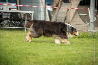 0007AGILITY CLAYE SOUILLY - CHELLY AGI 9670- : 2016, 26 JUIN 2016, Berger Australien, Chelly, Claye Souilly, Open, robe noir