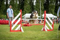 0008AGILITY CLAYE SOUILLY - CHELLY AGI 9671- : 2016, 26 JUIN 2016, Berger Australien, Chelly, Claye Souilly, Open, robe noir