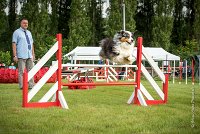 0009AGILITY CLAYE SOUILLY - CHELLY AGI 9672- : 2016, 26 JUIN 2016, Berger Australien, Chelly, Claye Souilly, Open, robe noir