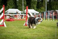 0011AGILITY CLAYE SOUILLY - CHELLY AGI 9674- : 2016, 26 JUIN 2016, Berger Australien, Chelly, Claye Souilly, Open, robe noir