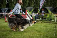 0012AGILITY CLAYE SOUILLY - CHELLY AGI 9675- : 2016, 26 JUIN 2016, Berger Australien, Chelly, Claye Souilly, Open, robe noir