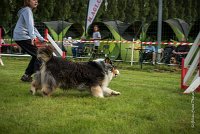 0013AGILITY CLAYE SOUILLY - CHELLY AGI 9676- : 2016, 26 JUIN 2016, Berger Australien, Chelly, Claye Souilly, Open, robe noir