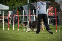 0014AGILITY CLAYE SOUILLY - CHELLY AGI 9681- : 2016, 26 JUIN 2016, Berger Australien, Chelly, Claye Souilly, Open, robe noir