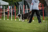 0015AGILITY CLAYE SOUILLY - CHELLY AGI 9682- : 2016, 26 JUIN 2016, Berger Australien, Chelly, Claye Souilly, Open, robe noir