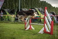 0016AGILITY CLAYE SOUILLY - CHELLYAGI 9678- : 2016, 26 JUIN 2016, Berger Australien, Chelly, Claye Souilly, Open, robe noir