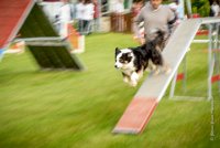 0003AGILITY CLAYE SOUILLY - CAT C - CHELSEA AGI 9254- : 2016, 26 JUIN 2016, Berger Australien, CHELSEA, Claye Souilly, Open, robe noir