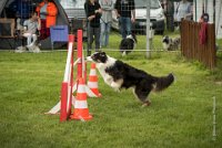 0012AGILITY CLAYE SOUILLY - CAT C - CHELSEA AGI 0854- : 2016, 26 JUIN 2016, Berger Australien, CHELSEA, Claye Souilly, robe noir