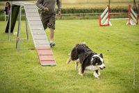 0021AGILITY CLAYE SOUILLY - CAT C - CHELSEA AGI 0865- : 2016, 26 JUIN 2016, Berger Australien, CHELSEA, Claye Souilly, robe noir