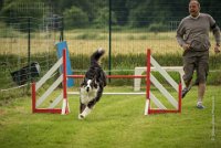 0025AGILITY CLAYE SOUILLY - CAT C - CHELSEA AGI 0869- : 2016, 26 JUIN 2016, Berger Australien, CHELSEA, Claye Souilly, robe noir