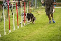 0026AGILITY CLAYE SOUILLY - CAT C - CHELSEA AGI 0870- : 2016, 26 JUIN 2016, Berger Australien, CHELSEA, Claye Souilly, robe noir