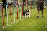 0029AGILITY CLAYE SOUILLY - CAT C - CHELSEA AGI 0873- : 2016, 26 JUIN 2016, Berger Australien, CHELSEA, Claye Souilly, robe noir