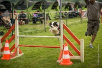 0030AGILITY CLAYE SOUILLY - CAT C - CHELSEA AGI 0874- : 2016, 26 JUIN 2016, Berger Australien, CHELSEA, Claye Souilly, robe noir