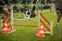 0031AGILITY CLAYE SOUILLY - CAT C - CHELSEA AGI 0875- : 2016, 26 JUIN 2016, Berger Australien, CHELSEA, Claye Souilly, robe noir